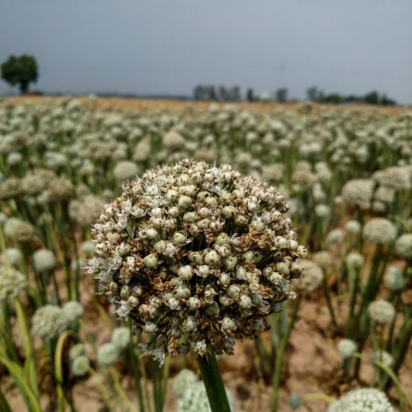 Ajo negro fermentado — Allium sativum fermentum