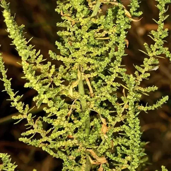 Epazote — Dysphania ambrosioides