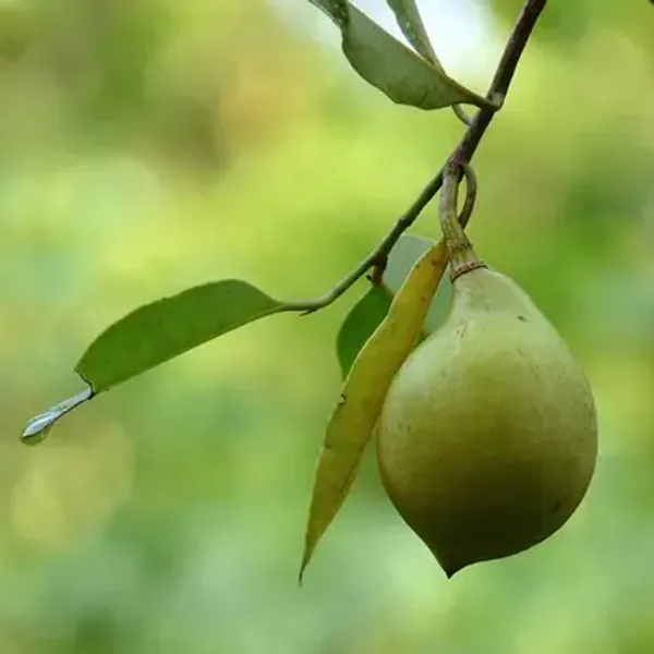 Nuez de Castilla — Juglans regia